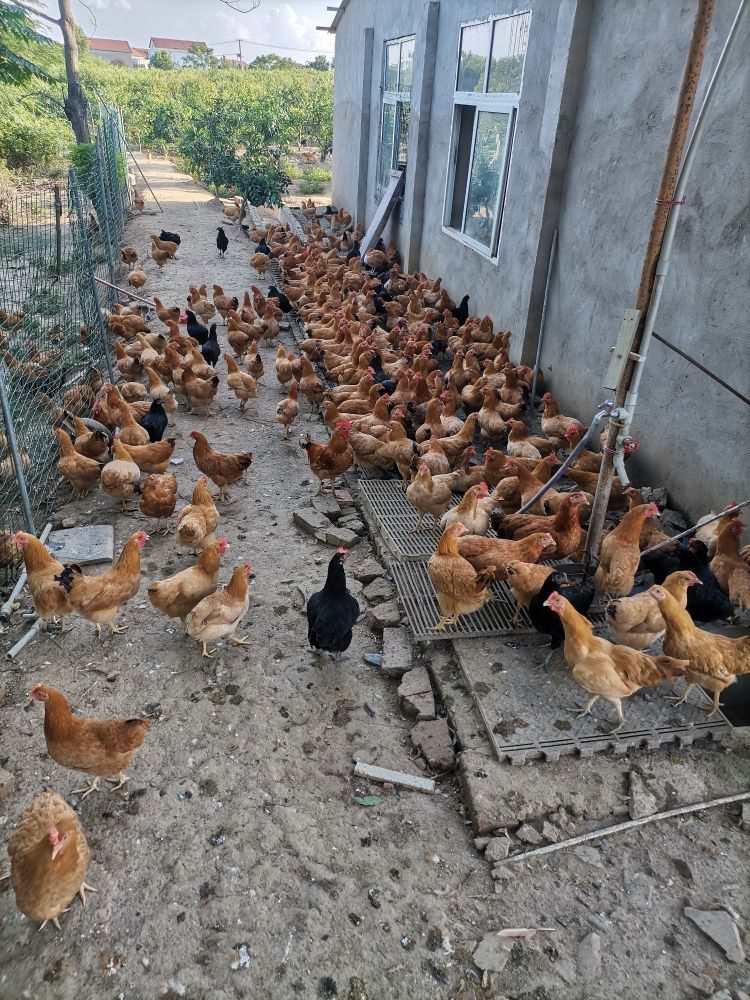 1732246763755707.jpg 1123.jpg